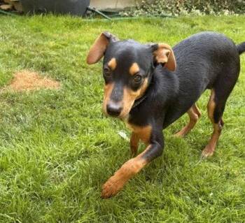 Digby -  Rat Terrier Dog for Adoption in Seattle, Washington - Digby | PetCurious
