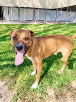 Boxer and Mixed Breed Dogs Available for Adoption - BUDDAH | PetCurious