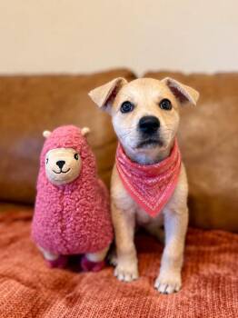 Lucy June Scout -  Yellow Labrador Retriever and Carolina Dog Dog for Adoption in Friendswood, Texas - Lucy June Scout | PetCurious