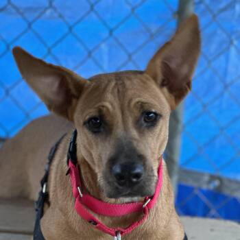 Amber -  Shepherd Dog for Adoption in Bulverde, Texas - Amber | PetCurious