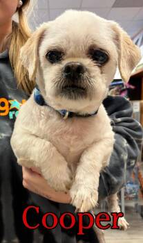 Cooper -  Shih Tzu and Pekingese Dog for Adoption in Hatfield, Pennsylvania - Cooper | PetCurious