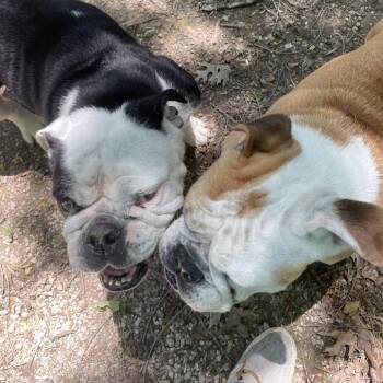 English Bulldog Dogs Available for Adoption in Branson, Missouri - Magnolia | PetCurious