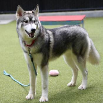Yukon -  Husky and Mixed Breed Dog for Adoption in Bellevue, Washington - Yukon | PetCurious