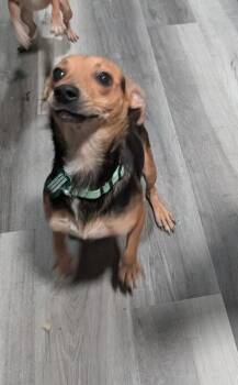 Pilar -  Chihuahua Dog for Adoption in Charlotte, North Carolina - Pilar | PetCurious