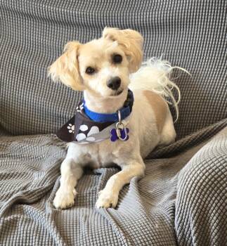 Chewie -  Shih Tzu Dog for Adoption in Jamestown, North Dakota - Chewie | PetCurious