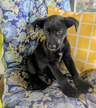 Catahoula Leopard Dog Dogs Available for Adoption - Kayce | PetCurious