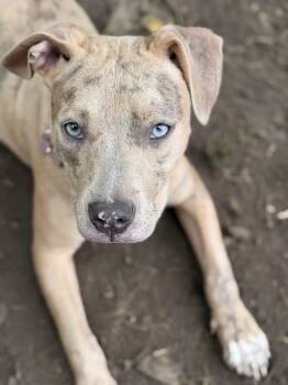 Rescue Catahoula Leopard Dog and American Staffordshire Terrier Dogs for Adoption in Egg Harbor Township, New Jersey - Peaches | PetCurious