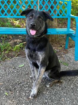 Moira -  Shepherd Dog for Adoption in Mobile, Alabama - Moira | PetCurious