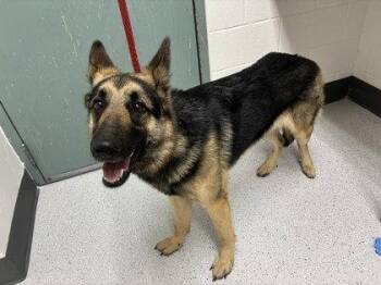 German Shepherd Dog Dogs Available for Adoption in Oakland, California - Schnitzel | PetCurious