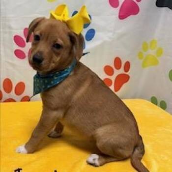 Australian Shepherd Dogs Available for Adoption - Jasmine | PetCurious