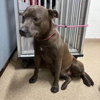 Pit Bull Terrier Dogs Available for Adoption in League City, Texas - Morticia | PetCurious