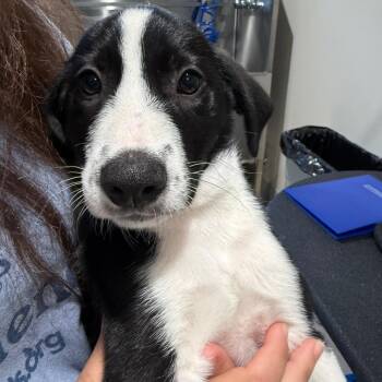 Jed 22736 -  Hound and Mixed Breed Dog for Adoption in Cumming, Georgia - Jed 22736 | PetCurious
