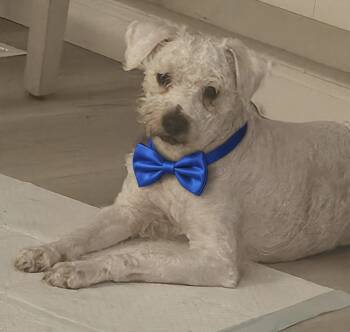 Rescue Miniature Poodle Dogs for Adoption in Galt, California - Simba | PetCurious