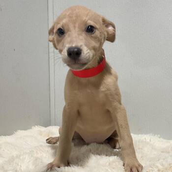 Black Mouth Cur and Mixed Breed Dogs Available for Adoption in Tampa, Florida - Honey | PetCurious