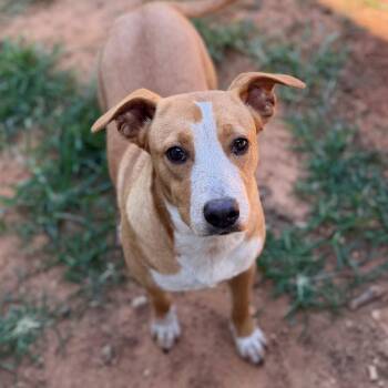 Azalea -  Hound Dog for Adoption - Azalea | PetCurious