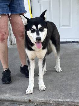 Rescue Husky Dogs for Adoption in Sterling, Kansas - Hallow | PetCurious