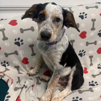 Cash -  Cattle Dog Dog for Adoption in Houston, Texas - Cash | PetCurious