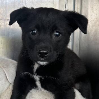 Terrier Dogs Available for Adoption - Lemon | PetCurious