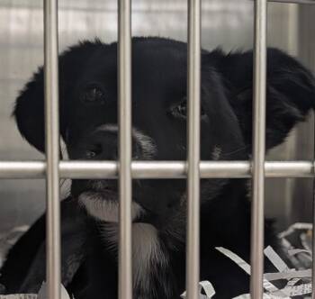 Husky and Mixed Breed Dogs Available for Adoption in Anchorage, Alaska - DAISY | PetCurious