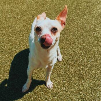 Chihuahua Dogs Available for Adoption in Hays, Kansas - SOAD  | PetCurious