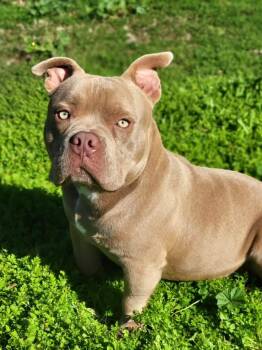 Rescue American Bully Dogs for Adoption in San Francisco, California - Benny | PetCurious