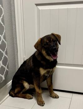 Shelly -  Shepherd and Labrador Retriever Dog for Adoption in The Woodlands, Texas - Shelly | PetCurious