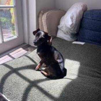 Dachshund Dogs Available for Adoption in West Palm Beach, Florida - Toad | PetCurious