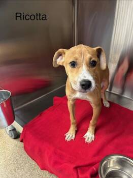 Rescue Hound Dogs for Adoption in Knoxville, Tennessee - Ricotta | PetCurious