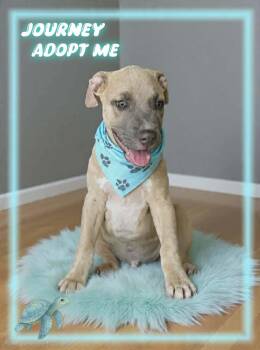 Journey -  American Staffordshire Terrier and Pit Bull Terrier Dog for Adoption in Grove, Oklahoma - Journey | PetCurious