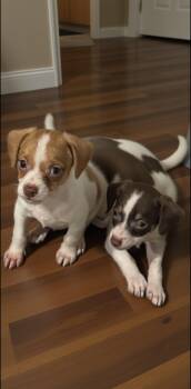 Rescue Chihuahua and Terrier Dogs for Adoption in Los Angeles, California - Ziggy | PetCurious
