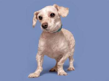 Poodle Dogs Available for Adoption in Brentwood, Missouri - KAI | PetCurious