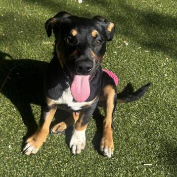 Mixed Breed Dogs Available for Adoption in Asheville, North Carolina - Sir Galahad | PetCurious