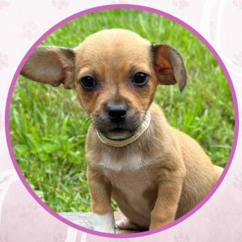 Franken Berry -  Mixed Breed Dog for Adoption in Toms River, New Jersey - Franken Berry | PetCurious