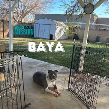 Baya -  Pit Bull Terrier and American Staffordshire Terrier Dog for Adoption in Torrance, California - Baya | PetCurious