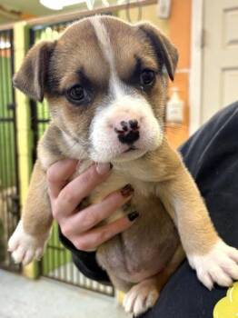 Labrador Retriever and Mixed Breed Dogs Available for Adoption - Mindy | PetCurious