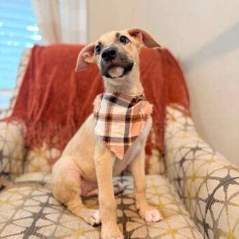 Simba Gallegos -  Boxer and Labrador Retriever Dog for Adoption in Friendswood, Texas - Simba Gallegos | PetCurious