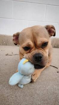 American Bully Dogs Available for Adoption - Khloee | PetCurious