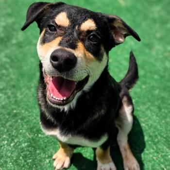 Peaches -  Rottweiler Dog for Adoption in Gainesville, Texas - Peaches | PetCurious