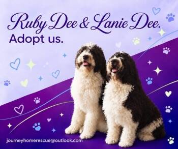 Lanie dee -  Saint Bernard and Poodle Dog for Adoption in East Wenatchee, Washington - Lanie Dee | PetCurious