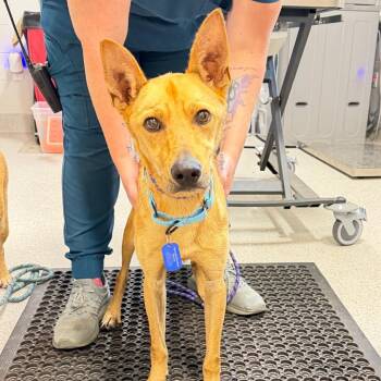 Rocky -  Mixed Breed Dog for Adoption in Englewood, Florida - Rocky | PetCurious