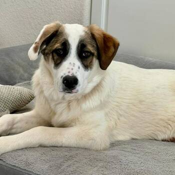 Great Pyrenees and Mixed Breed Dogs Available for Adoption - Sophie | PetCurious