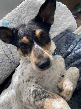 Mixed Breed Dogs Available for Adoption - Logan | PetCurious