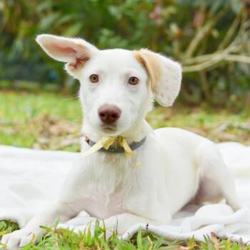 Mixed Breed Dogs Available for Adoption - Cashew | PetCurious