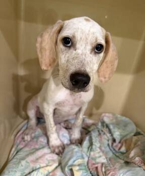 Rocky -  Dalmatian and Black Mouth Cur Dog for Adoption in Sebring, Florida - Rocky | PetCurious