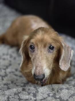 Dachshund Dogs Available for Adoption in New York, New York - Felix | PetCurious
