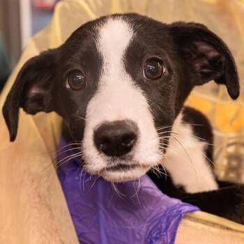 Mixed Breed Dogs Available for Adoption in Kennebunk, Maine - Gyoza *Avail By Appt* | PetCurious