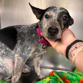 Bambi -  Mixed Breed Dog for Adoption in Fredericksburg, Virginia - Bambi | PetCurious