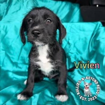 Terrier and Poodle Dogs Available for Adoption - Hollywood Litter: Vivien | PetCurious