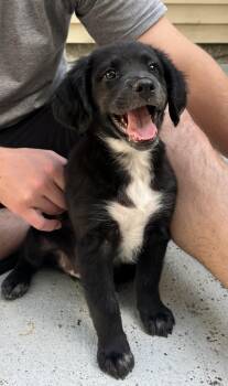 Polly -  Mixed Breed Dog for Adoption in Mount Pleasant, South Carolina - Polly | PetCurious