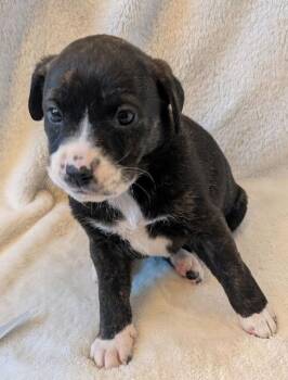 Labrador Retriever Dogs Available for Adoption in Loveland, Ohio - Baluga | PetCurious